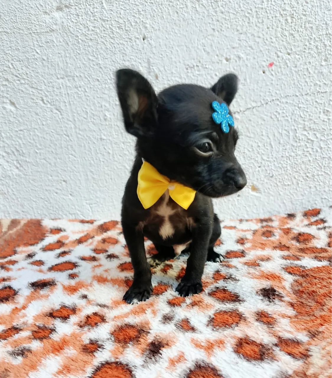 Pinscher com 62 dias vacinado e vermifugado 