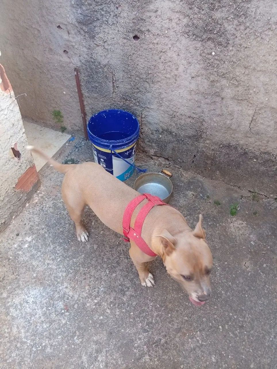 Vendo Pit bul  - Foto 2