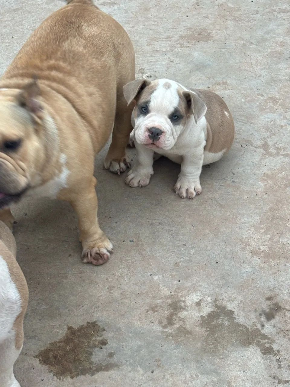 Filhote América bully 