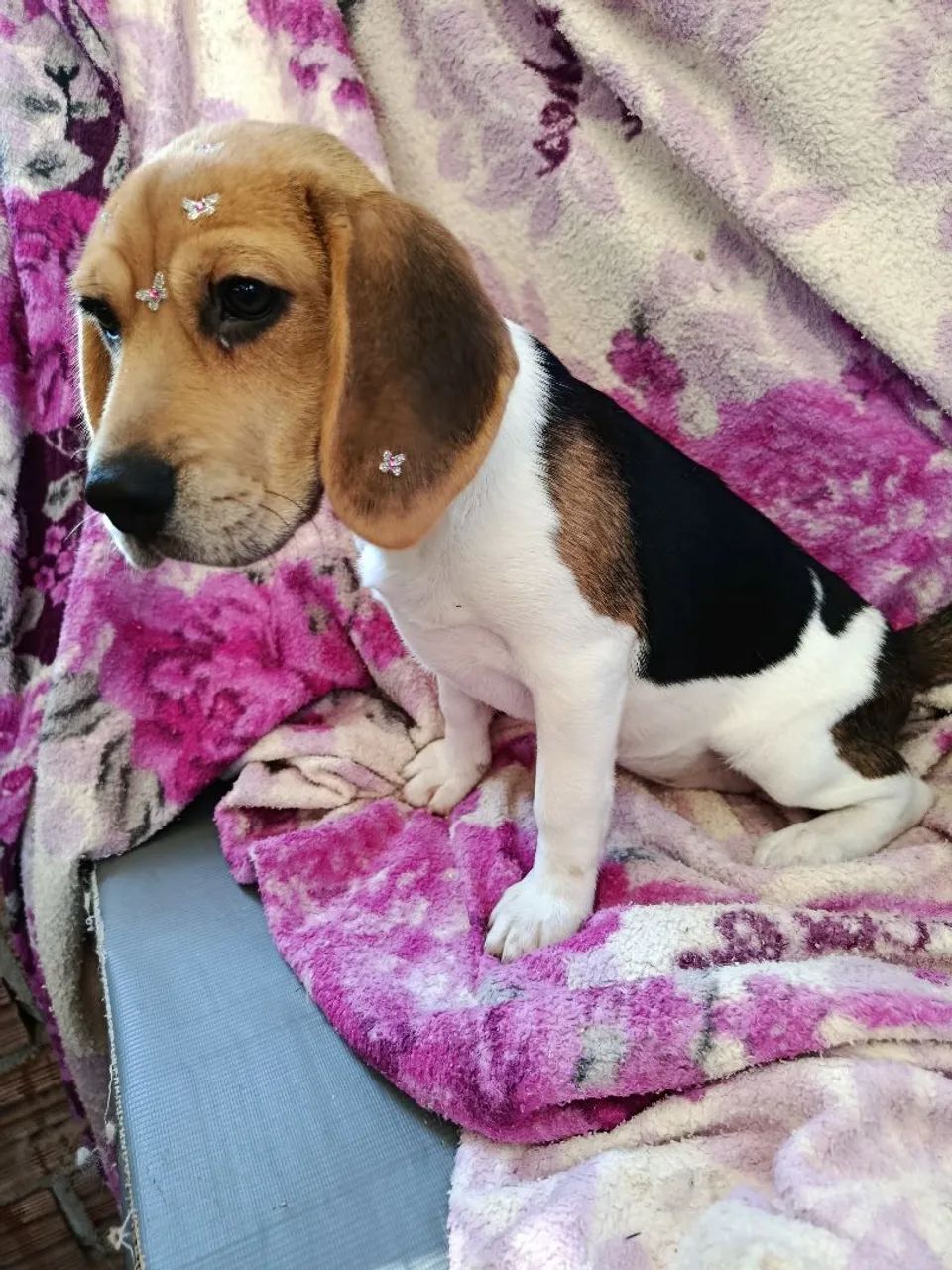 Linda femia de beagle - Foto 4