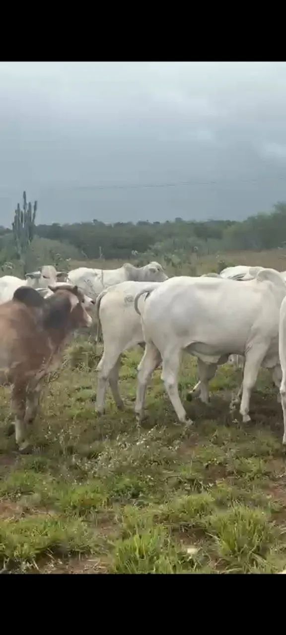 VENDO 70 tarefas de terra há 16KM  de feira de Santana  BA! - Foto 7