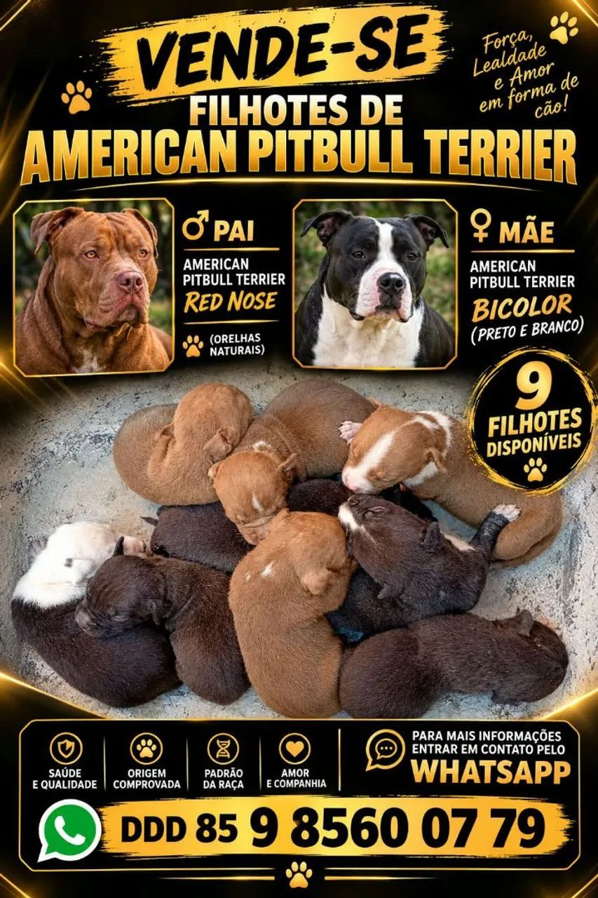 PITBULL