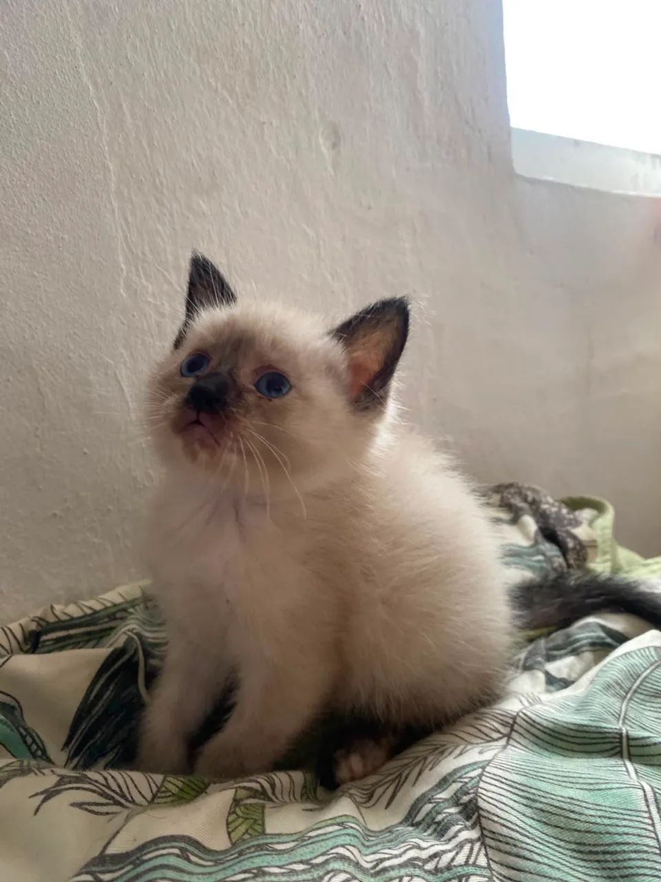 Gatinhos para doação  - Foto 4