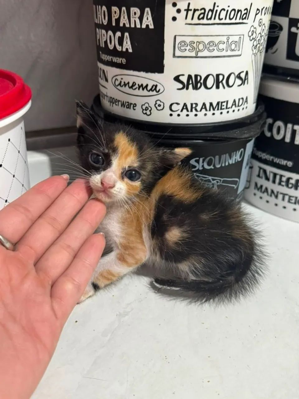 GATINHOS PARA ADOÇÃO  - Foto 2