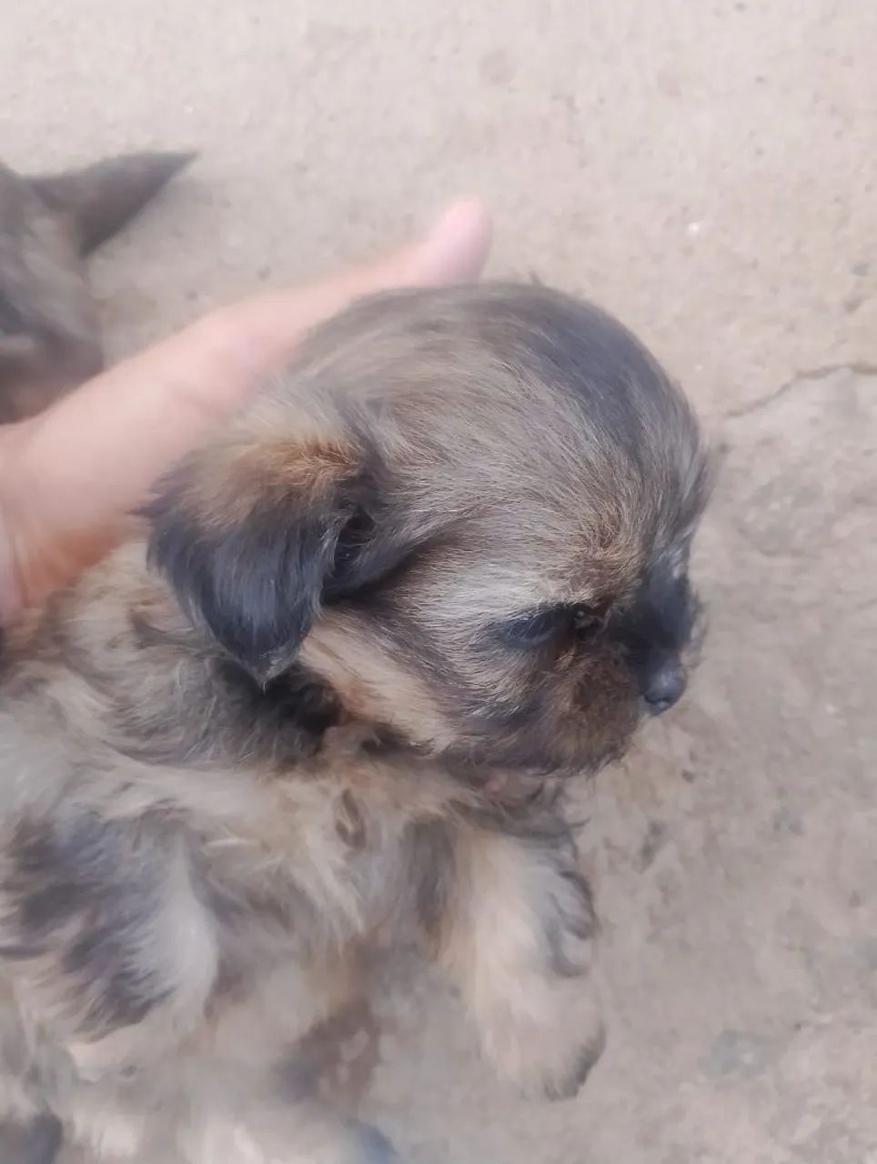 Filhote de lhasa apso  - Foto 2
