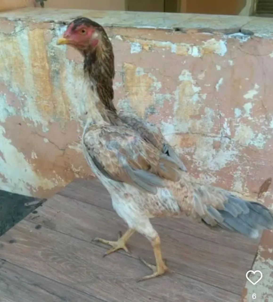 Frangas e galinhas índia pura ótima linhagem