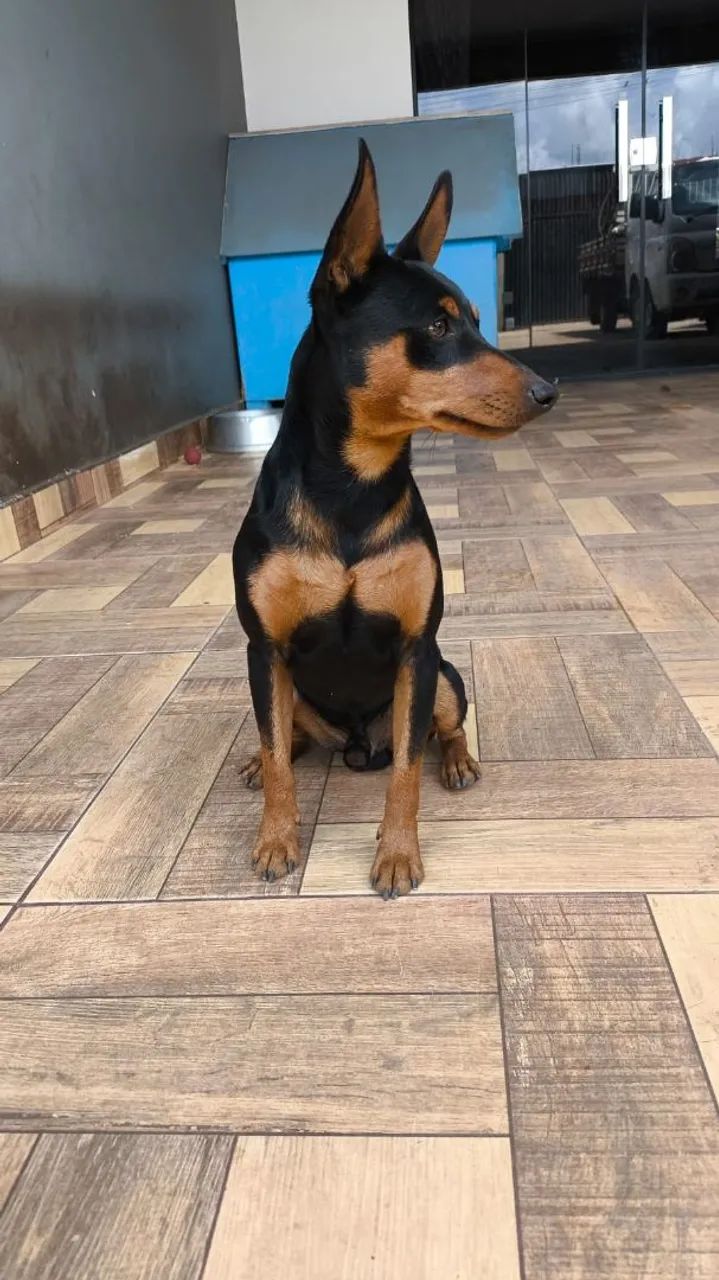 Pinscher miniatura  - Foto 2