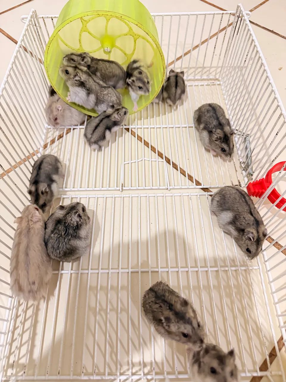 HAMSTER ANÃO RUSSO  - Foto 4