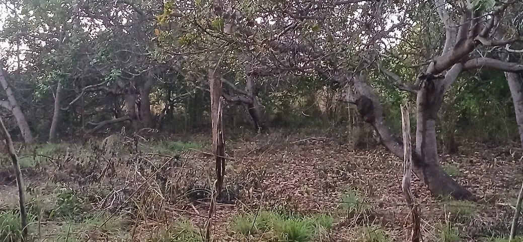 Vende-se terreno 