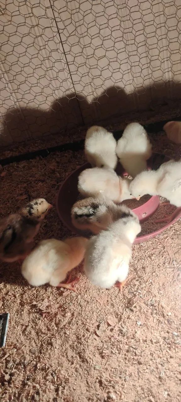 Vendo pintos indiano,e pinto caipira - Foto 3