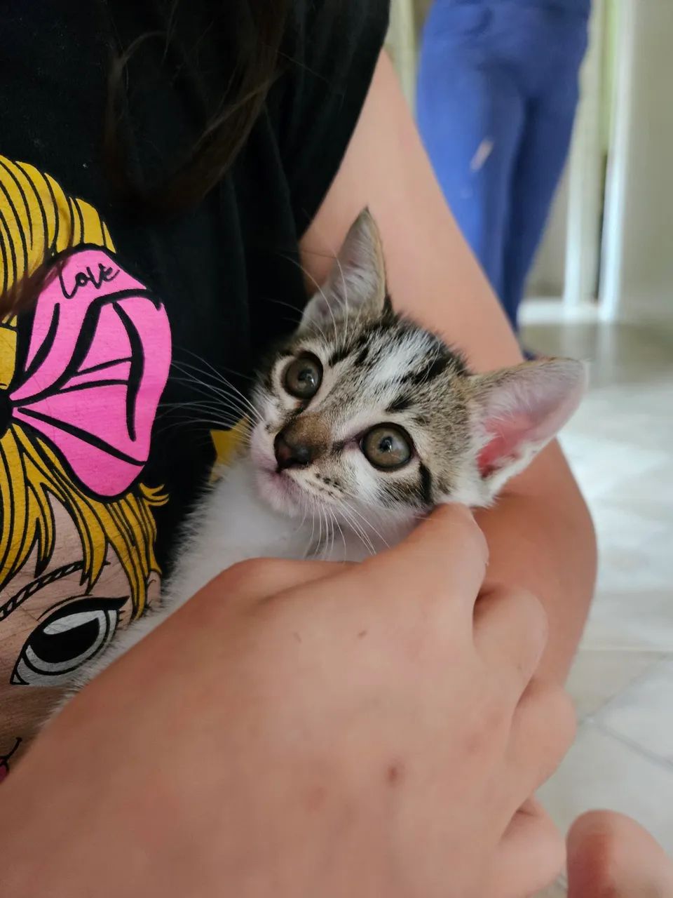 Doação de gatinhos 