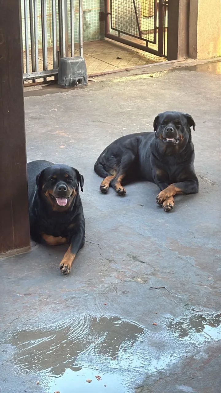 Rottweiler macho 