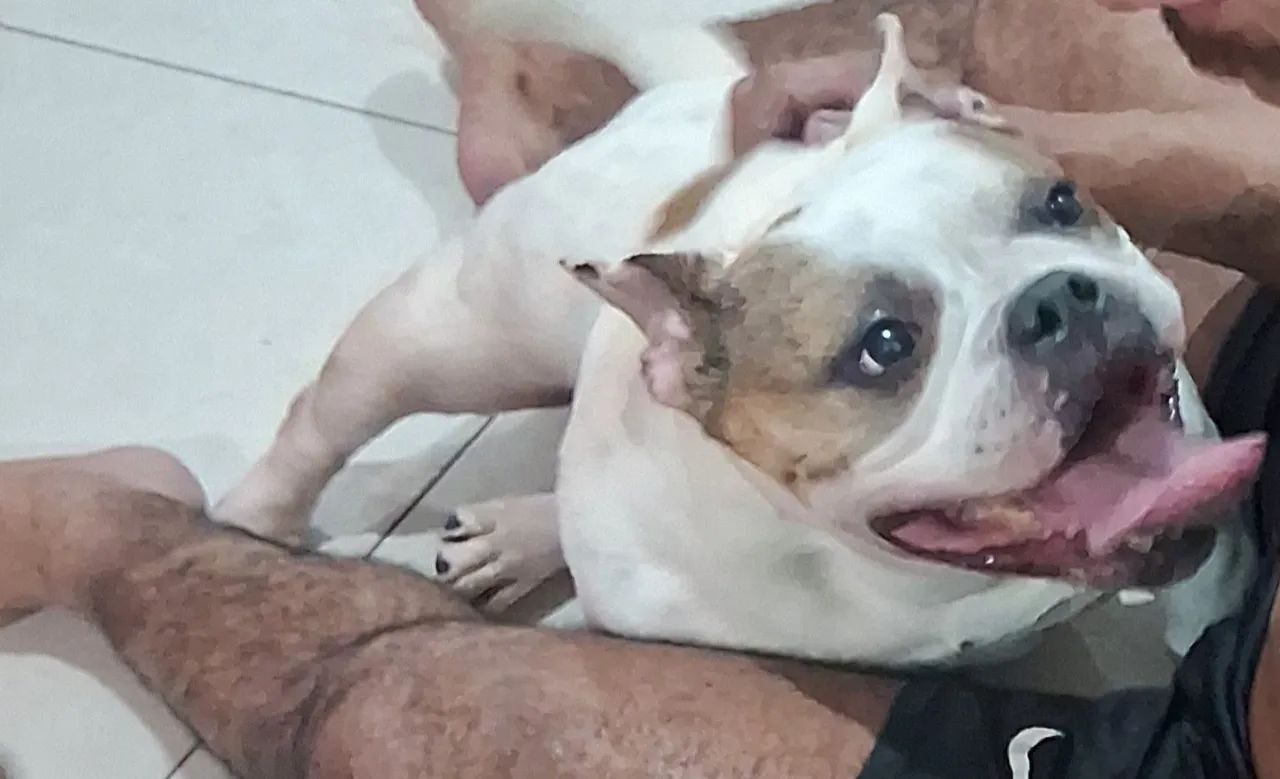 Casal de american bully  - Foto 3