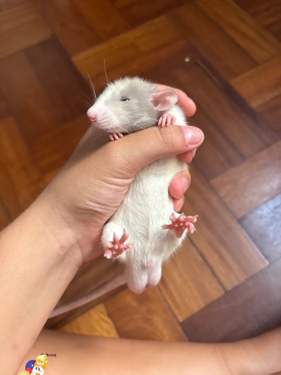 Rato twister 