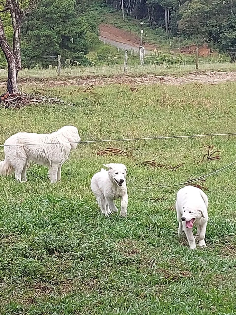 Filhotes de Pastor Maremano