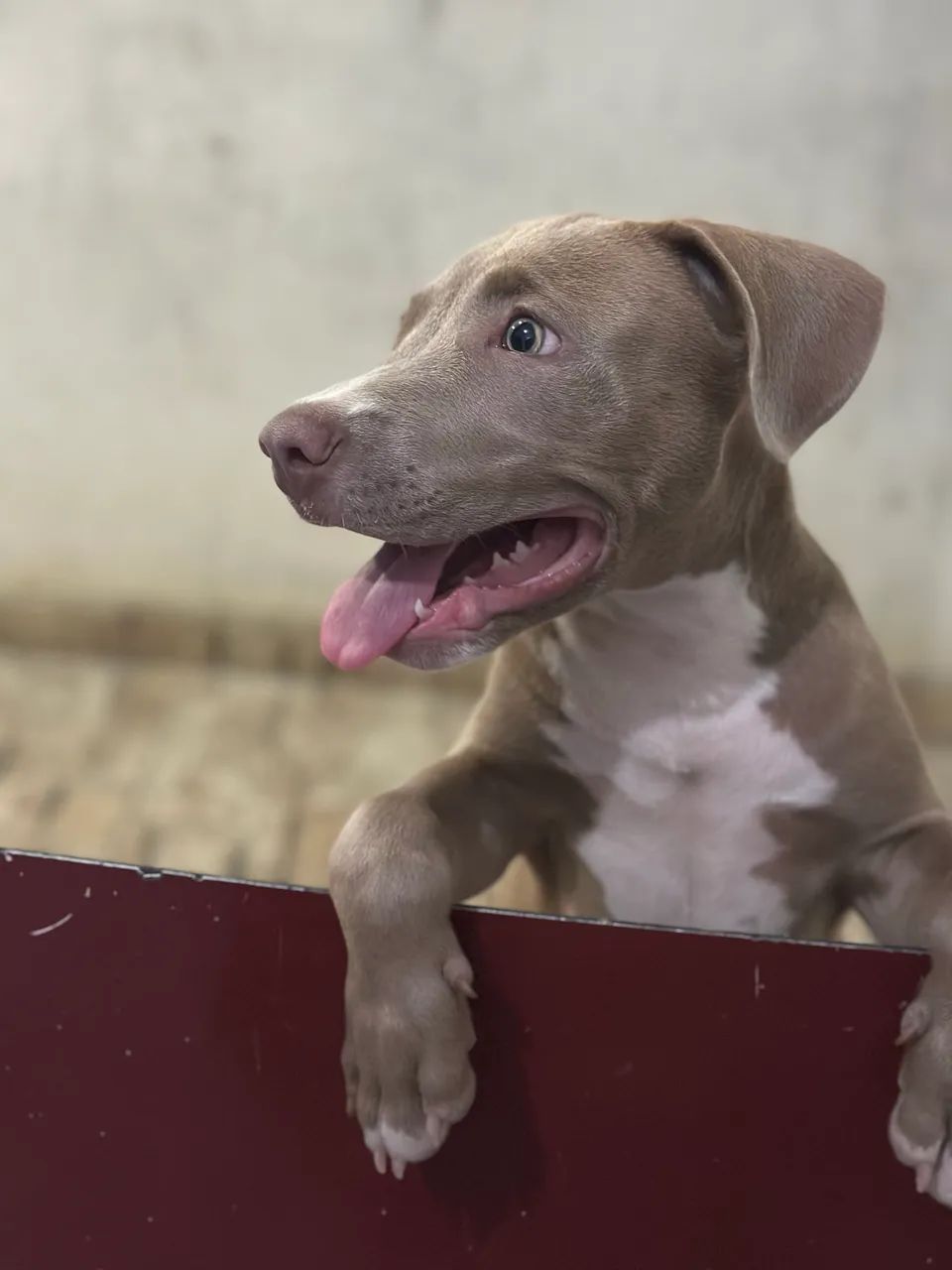 Pitbull  - Foto 5
