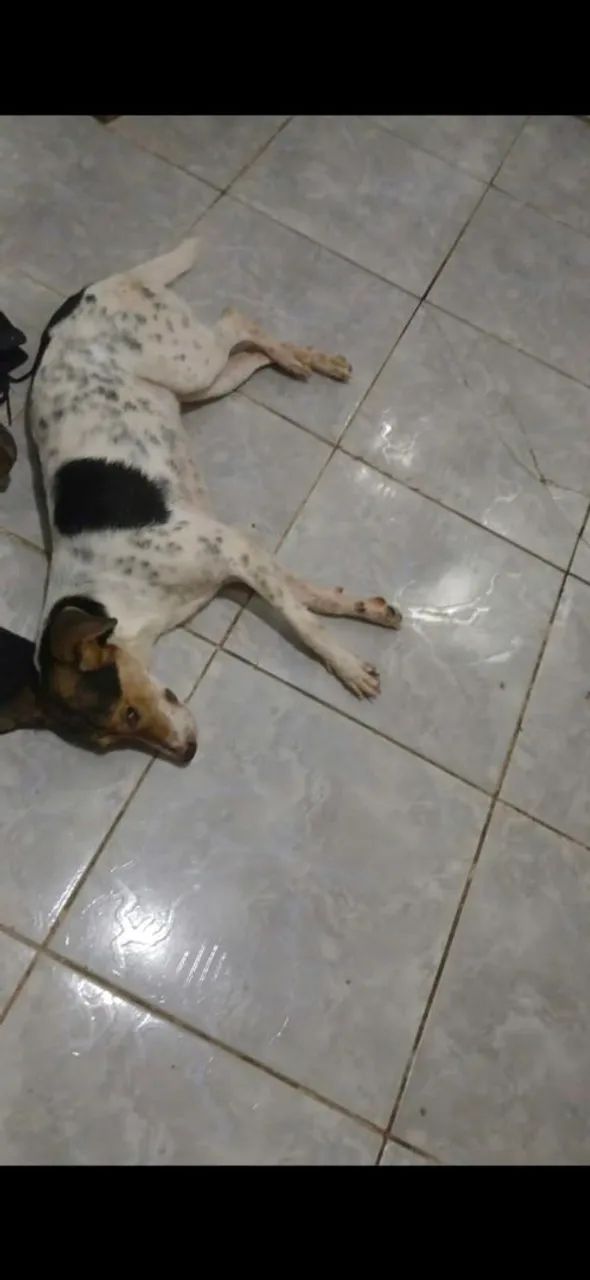 Doação  de cachorro 