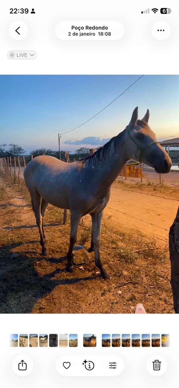 Égua a venda! - Foto 4