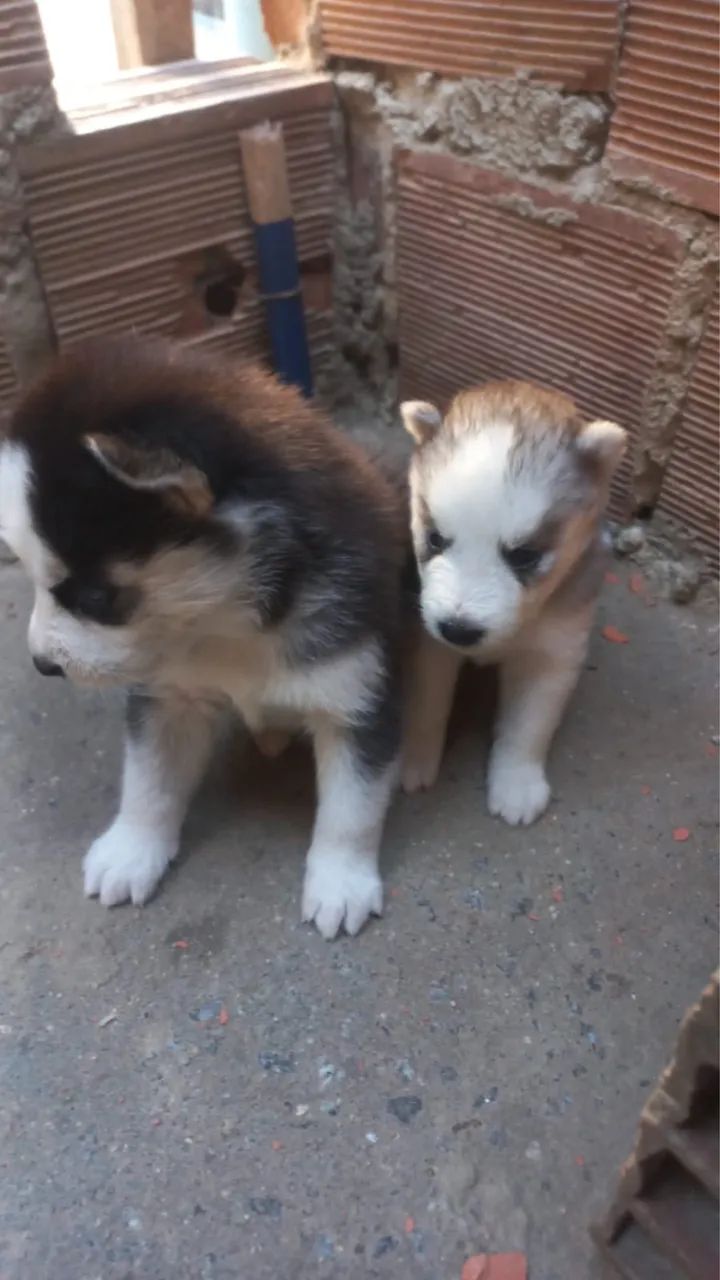 Filhote de husky - Foto 2