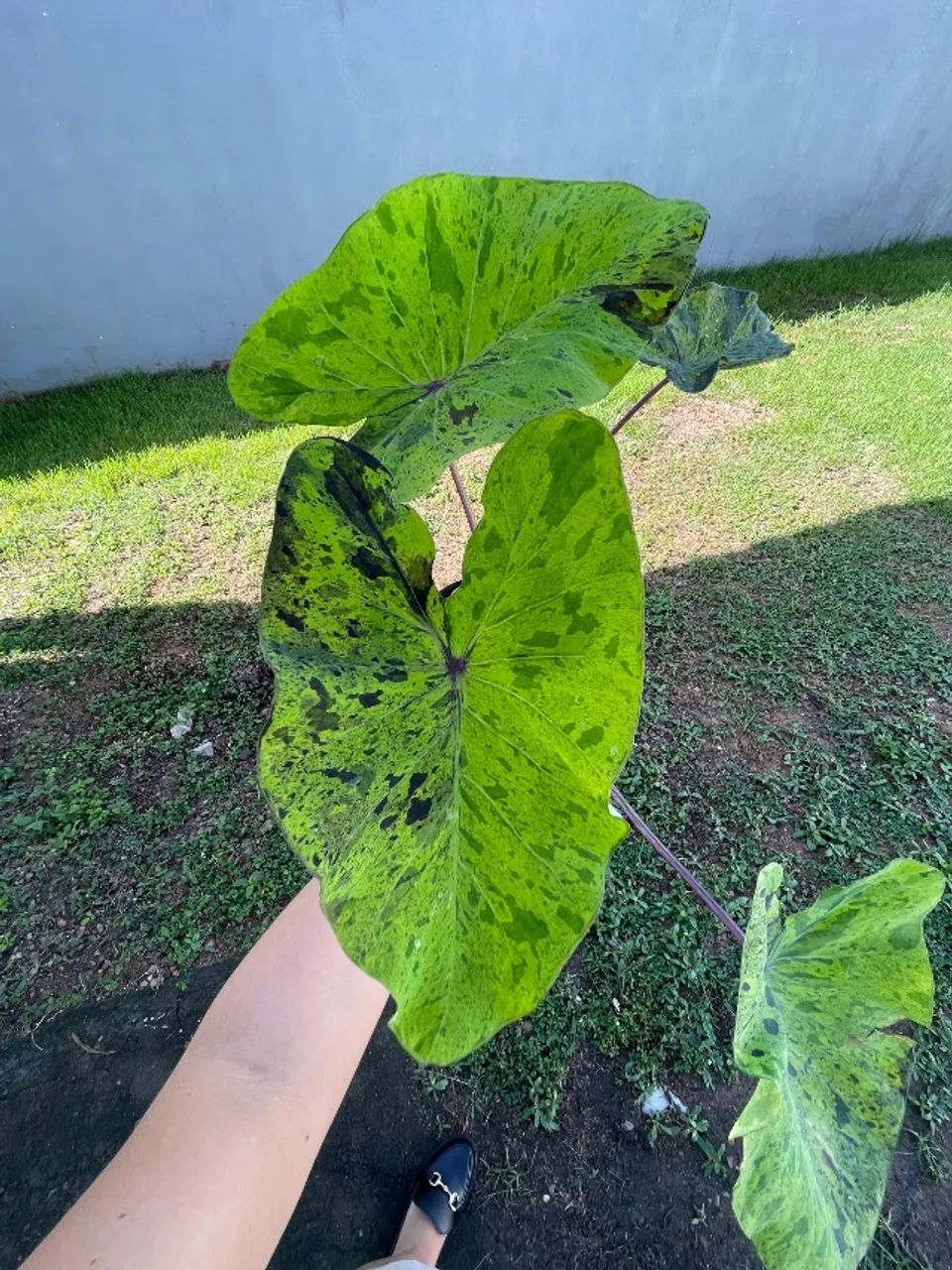Colocasia Mojito - Foto 2
