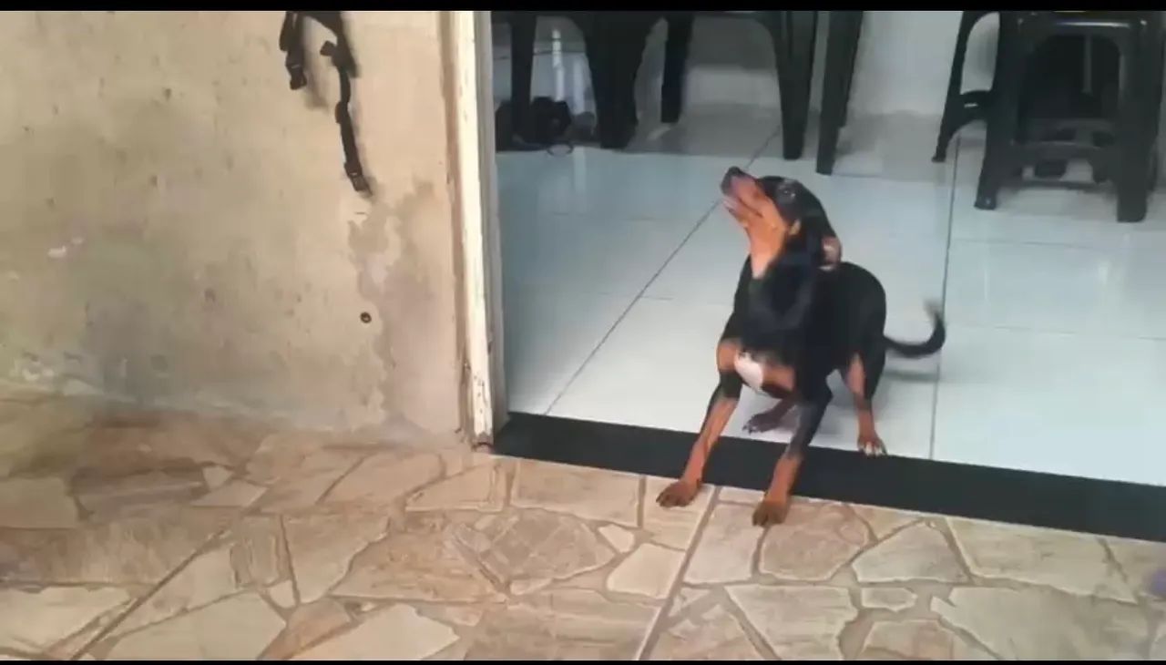 Pinscher  - Foto 4