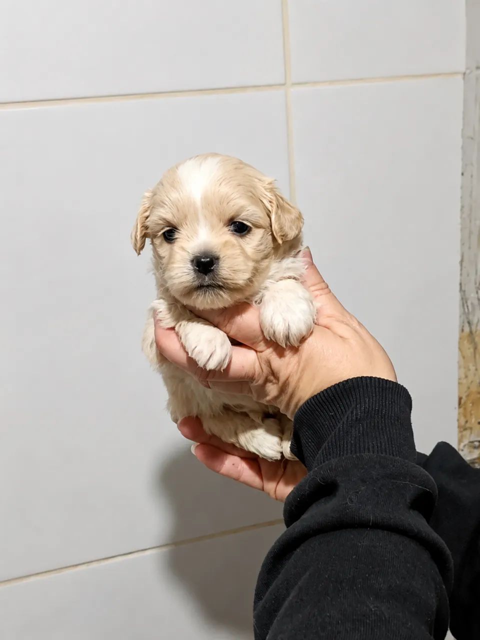 Lhasa apso  - Foto 2