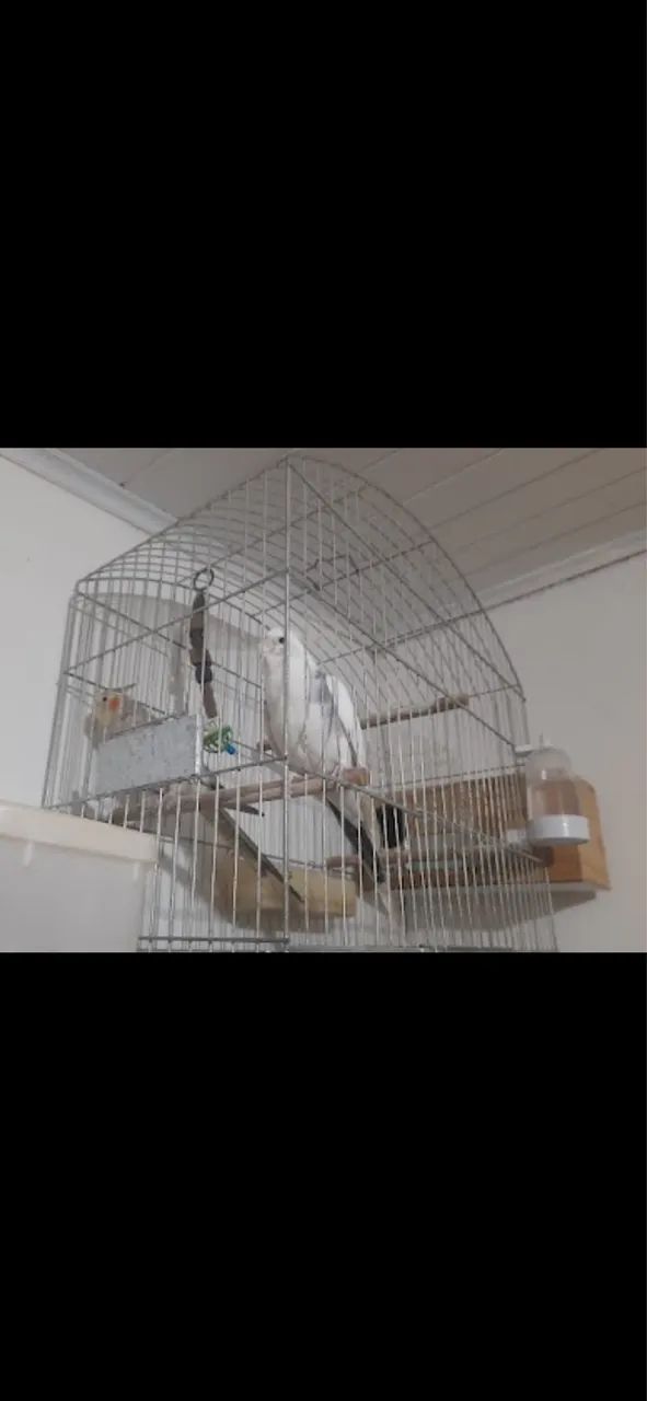 Vendo gaiola completa