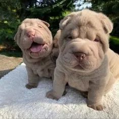 Sharpei 