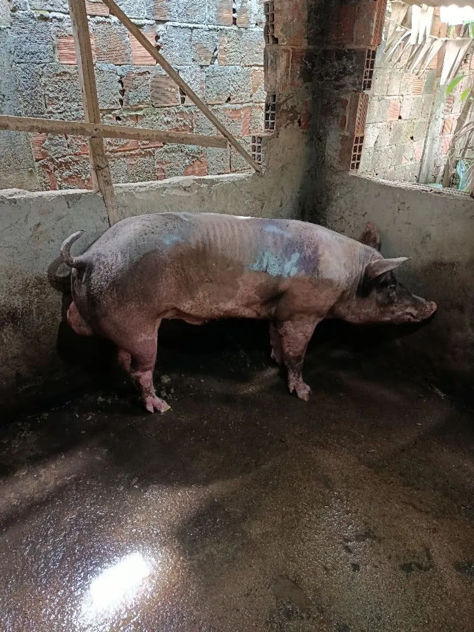 PORCO  - Foto 2