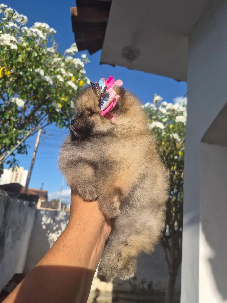 Fêmea spitz alemão anão  - Foto 2