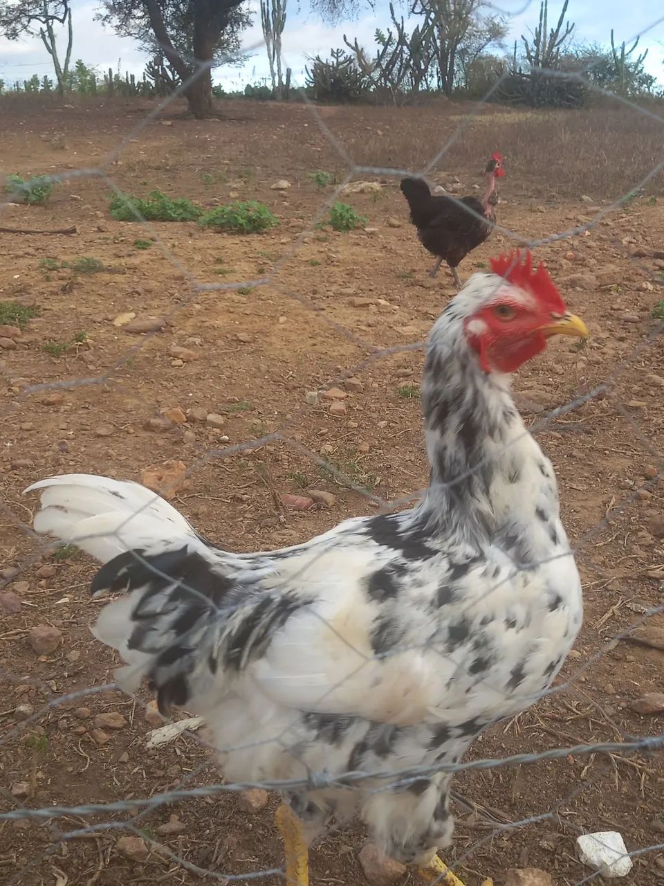 Frango gsb 