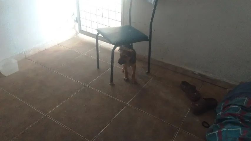 Cachorros  - Foto 4