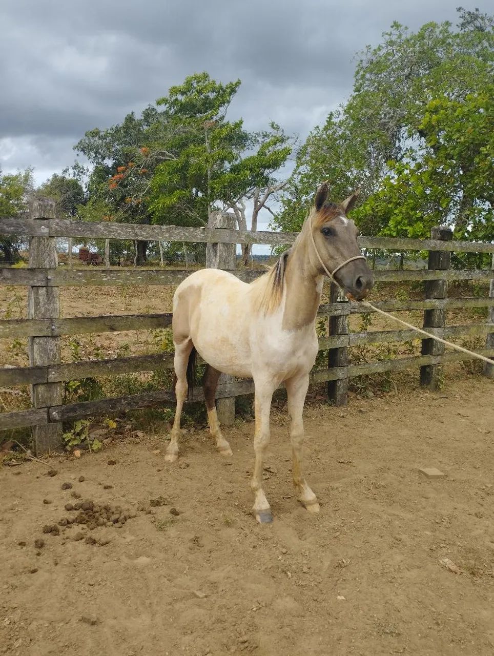 Potro Puro sangue MM  - Foto 2