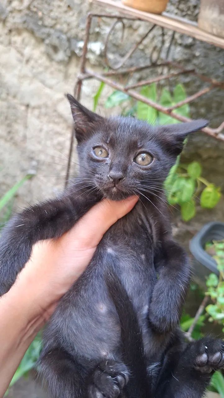 Doação gatinho
