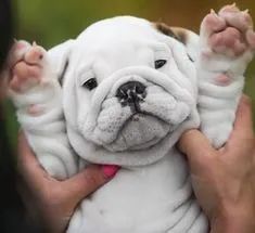Bulldog Ingles 