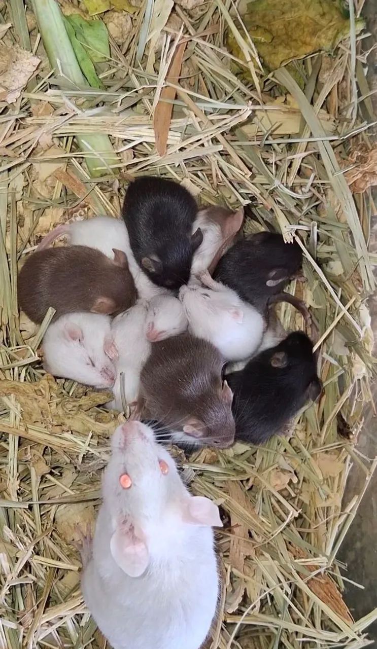 Topodongos (venda acima de 5 unidades)