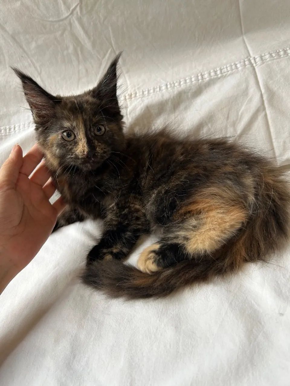 Filhotes de Maine Coon Azuis Fêmeas - Foto 5