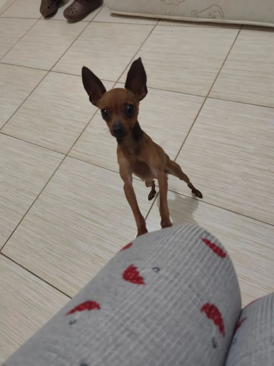 Pinscher 0 - Foto 2
