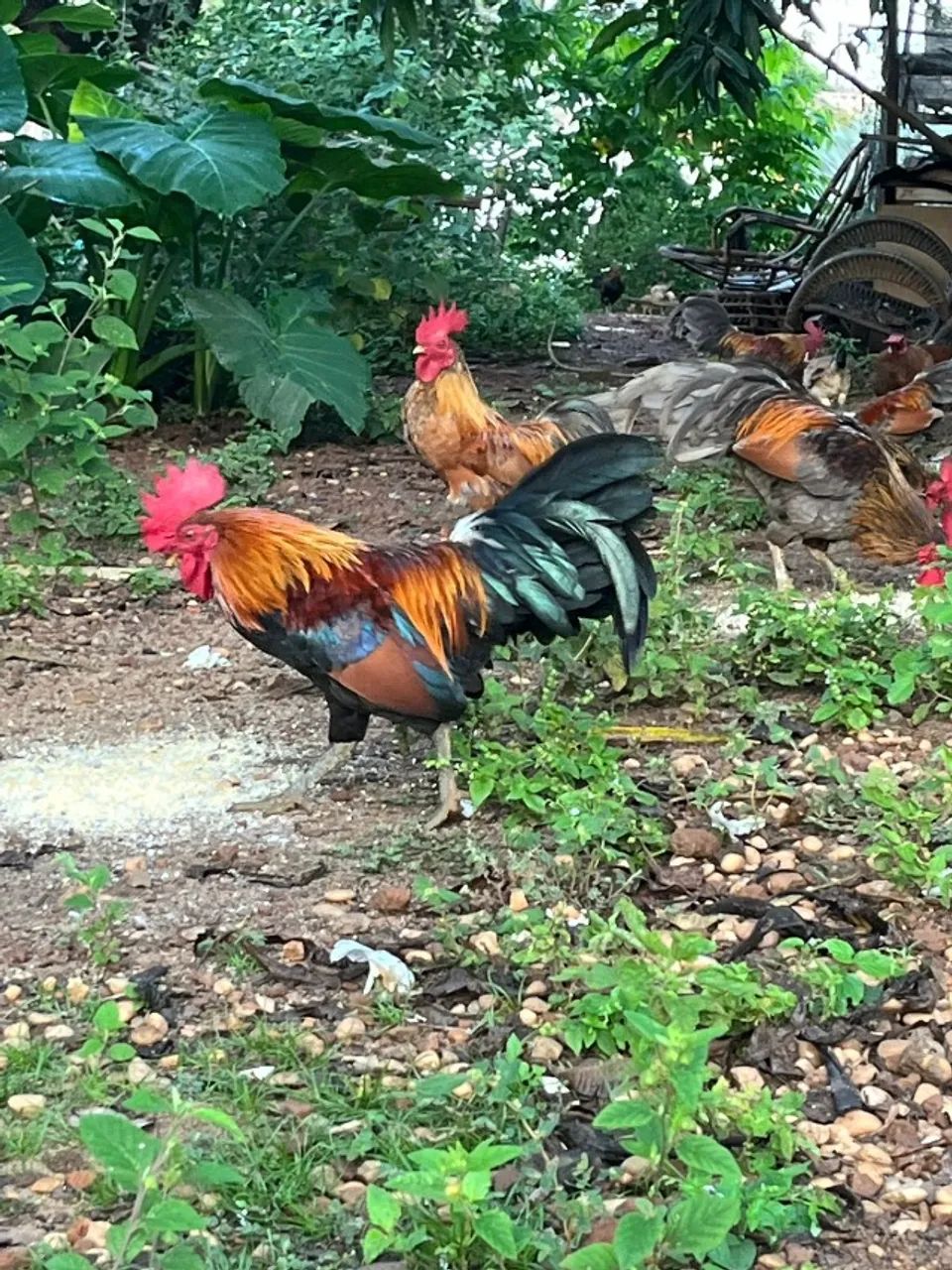 Troco criação de galos e galinhas Garnizés por material de Construção!