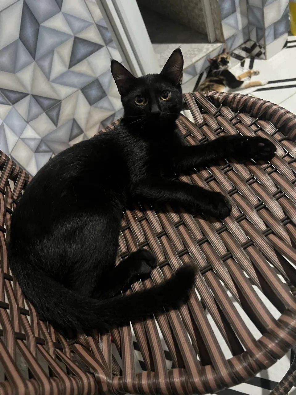 Gatos  - Foto 4