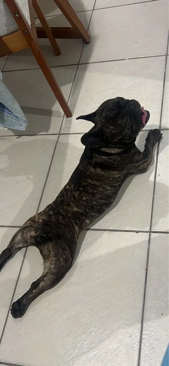 Buldog francês 