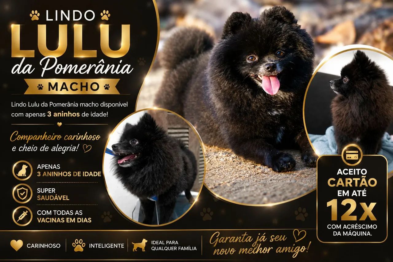 Lulu da Pomerânia macho disponível 