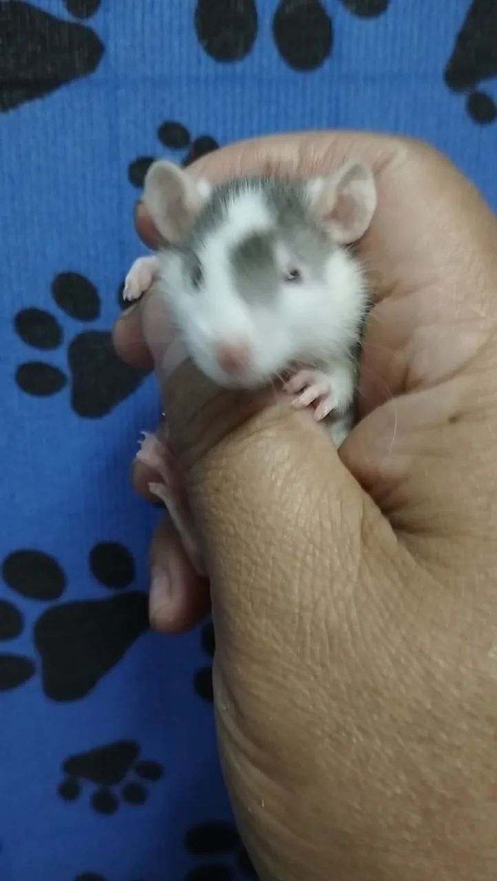 Ratos e Camundongos  - Foto 5