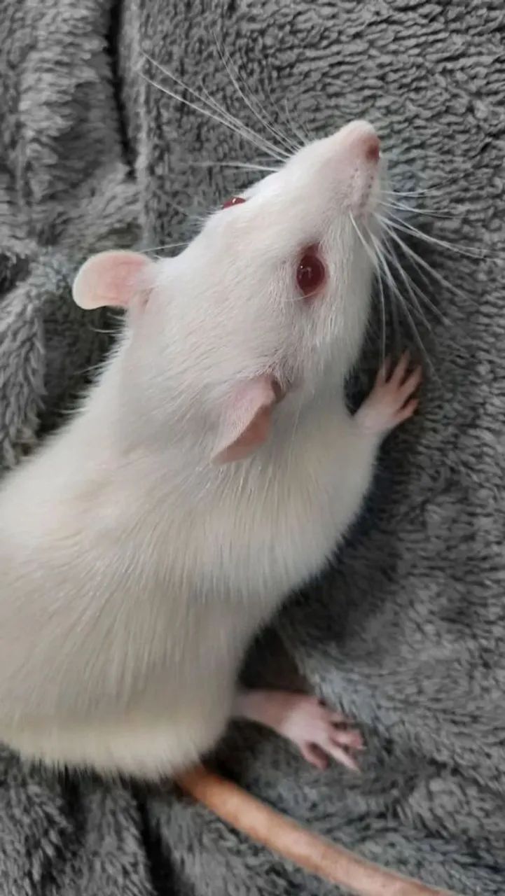 rato Twister