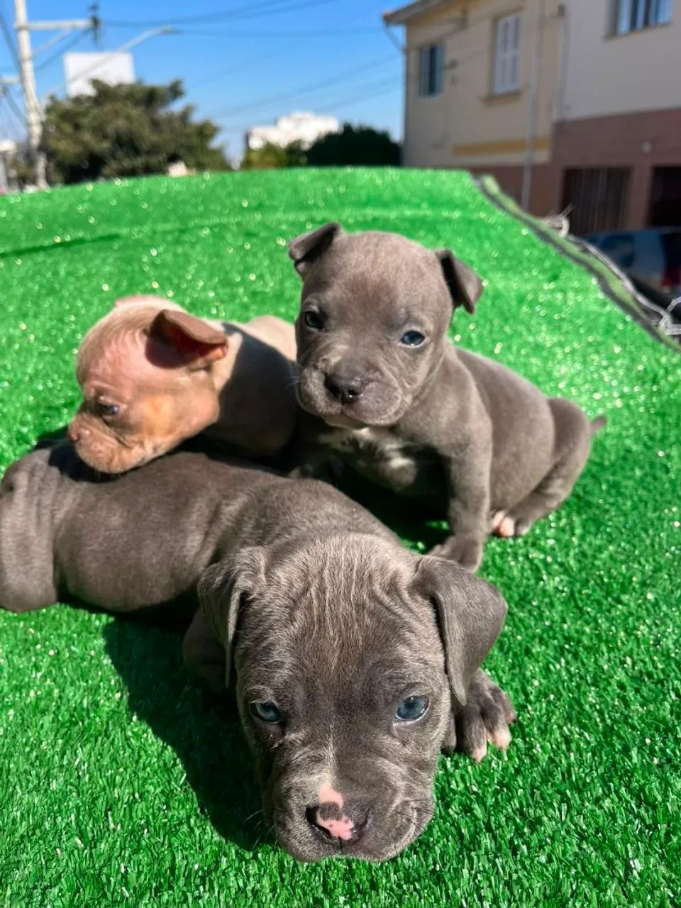 American Bully SP  - Foto 4