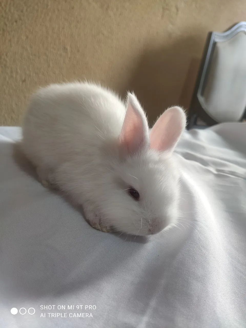 Coelho místiço holandês  - Foto 6