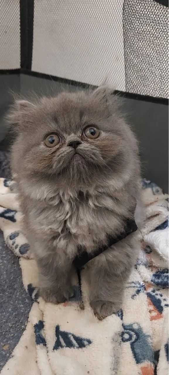 Vendo uma gata persa  - Foto 2