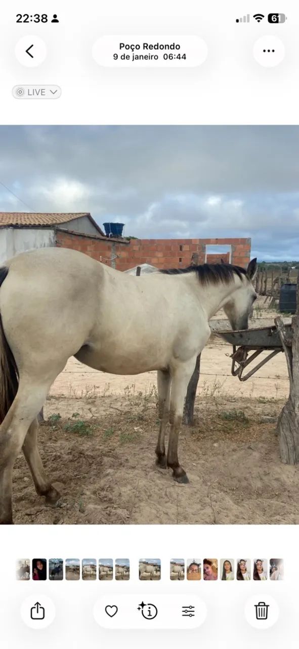 Égua a venda! - Foto 3
