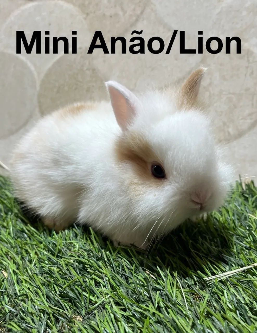 Mini anão e mini Lion