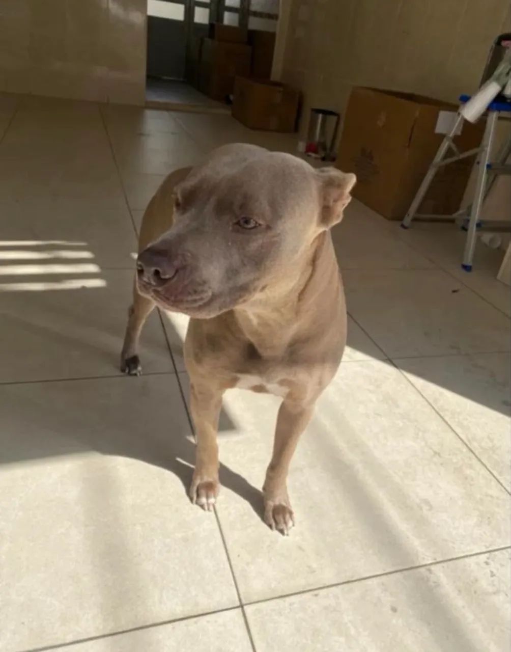 Filhote Pitbull 3 meses  - Foto 5